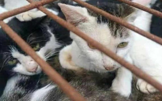 Policías en China rescatan a 150 gatos capturados para consumo humano
