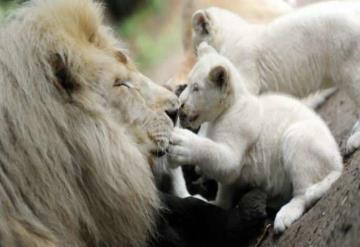 León mata a hombre que intentó robar sus cachorros en zoológico de Ghana