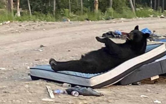 En Canadá captan a oso descansando en un colchón ¡anuncio de televisión se hizo real!