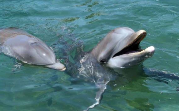 Detectan segundo caso de delfín infectado con gripe aviar