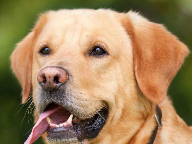 Matan a golpes a perro que atacó a mujer embarazada y a niña Matan a golpes a perro que atacó a mujer embarazada y a niña