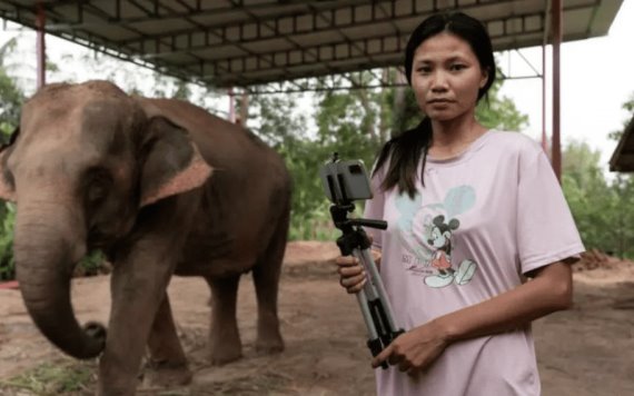 Elefantes sobreviven en Tailandia, gracias a transmisiones en TikTok
