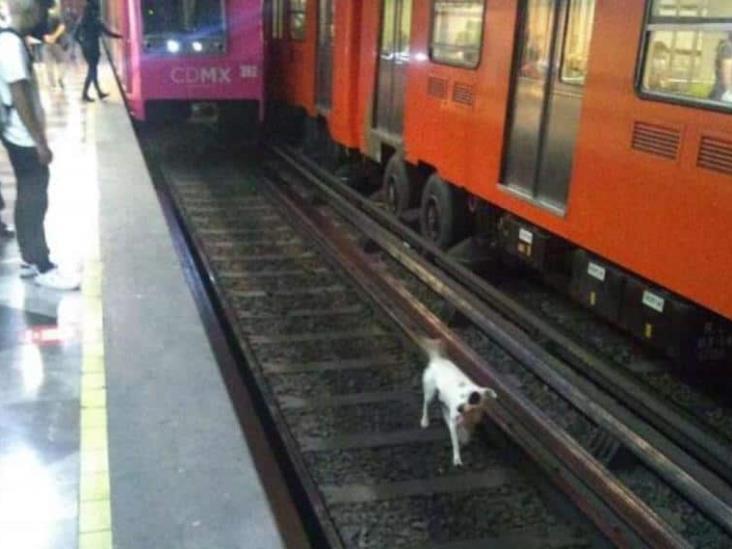 Arrestan a hombre que bajó a las vías del metro para salvar a un perro Arrestan a hombre que bajó a las vías del metro para salvar a un perro