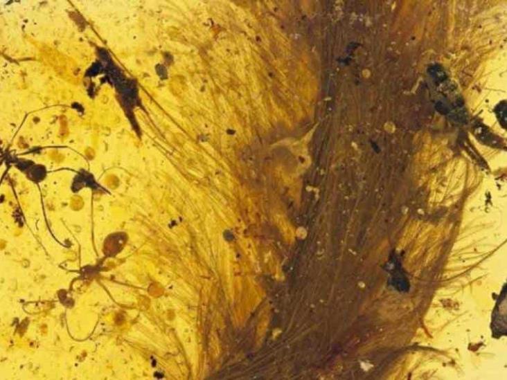 Hallan fósil de una cola emplumada de dinosaurio preservada en ámbar Hallan fósil de una cola emplumada de dinosaurio preservada en ámbar