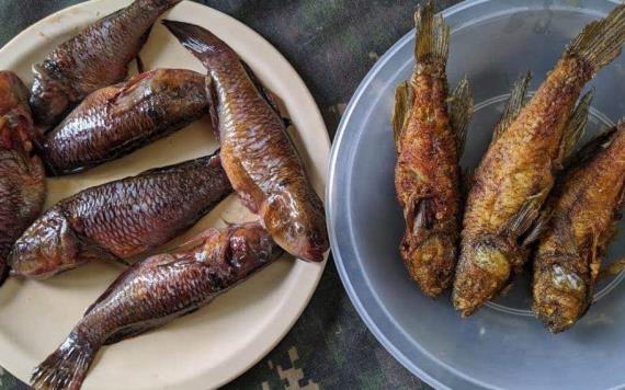 Con las lluvias llegó el topen; pez afrodisiaco y tradicional en Tabasco y Palizada 