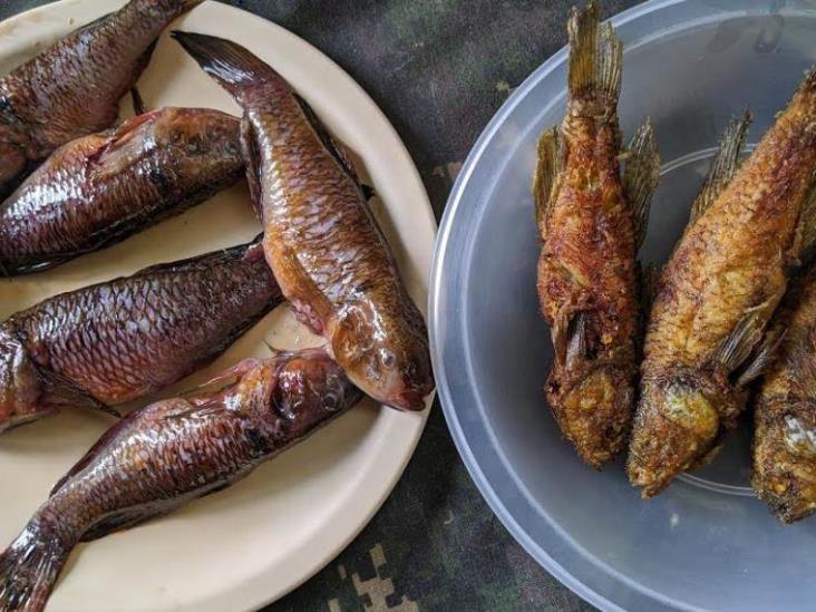 Con las lluvias llegó el topen; pez afrodisiaco y tradicional en Tabasco y Palizada Con las lluvias llegó el topen; pez afrodisiaco y tradicional en Tabasco y Palizada
