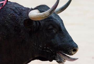 En Murcia, España toro moribundo mata al carnicero que lo remataría