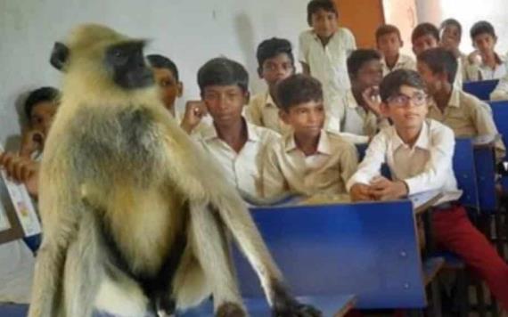 ¿Carrera trunca? Mono irrumpe en escuela y se sienta a tomar clases