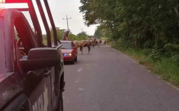 Tránsito protege a hatos de bovinos que son movilizadas por la vía Jonuta -Zapatero