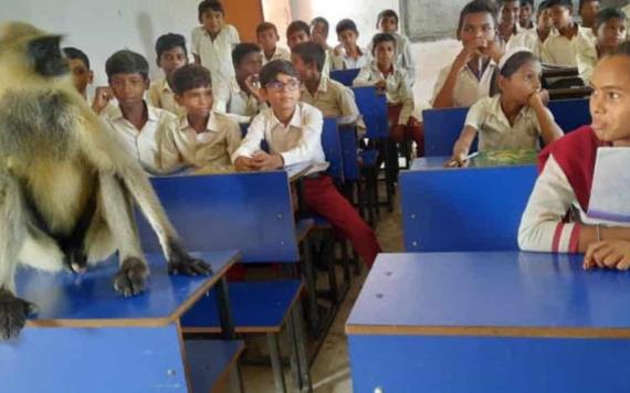 Captan a mono tomar clases en India