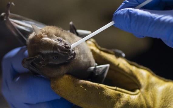 Descubren nuevo virus de murciélago en Europa: es similar al Covid-19
