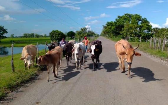 Miles de cabezas de ganado en Jonuta continúan huyendo de la inundación