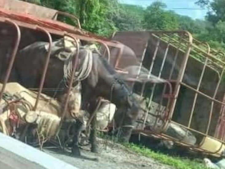 Camioneta con remolque vuelca con caballos en vía federal Palizada-Jonuta Camioneta con remolque vuelca con caballos en vía federal Palizada-Jonuta