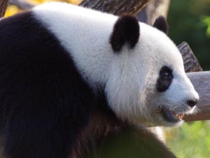 China regala dos pandas gigantes a Qatar por el Mundial 2022 China regala dos pandas gigantes a Qatar por el Mundial 2022
