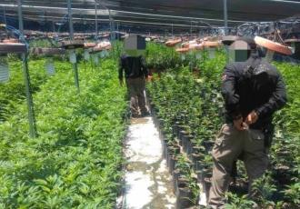Desmantelan invernadero clandestino de marihuana en Ecatepec