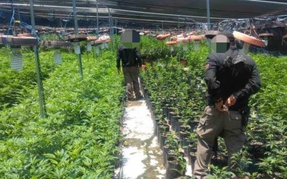 Desmantelan invernadero clandestino de marihuana en Ecatepec