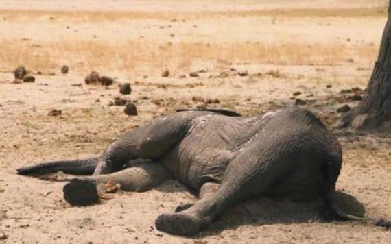 Elefantes y cebras mueren en Kenia debido a la sequía