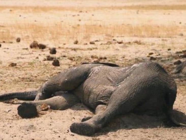 Elefantes y cebras mueren en Kenia debido a la sequía Elefantes y cebras mueren en Kenia debido a la sequía