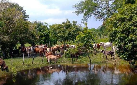 Dirigente ganadero pide a productores Jonutecos movilizar sus semovientes a tierras altas