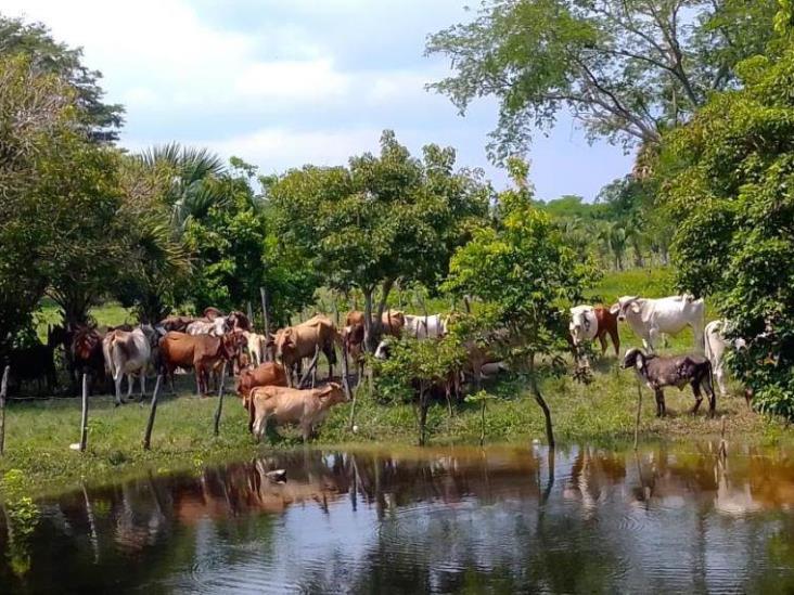 Dirigente ganadero pide a productores Jonutecos movilizar sus semovientes a tierras altas Dirigente ganadero pide a productores Jonutecos movilizar sus semovientes a tierras altas