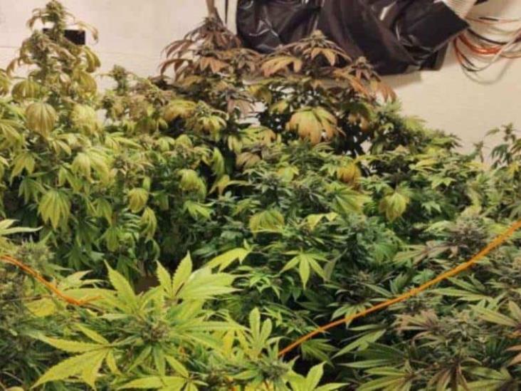Desmantelan invernadero clandestino de mariguana en Ecatepec Desmantelan invernadero clandestino de mariguana en Ecatepec