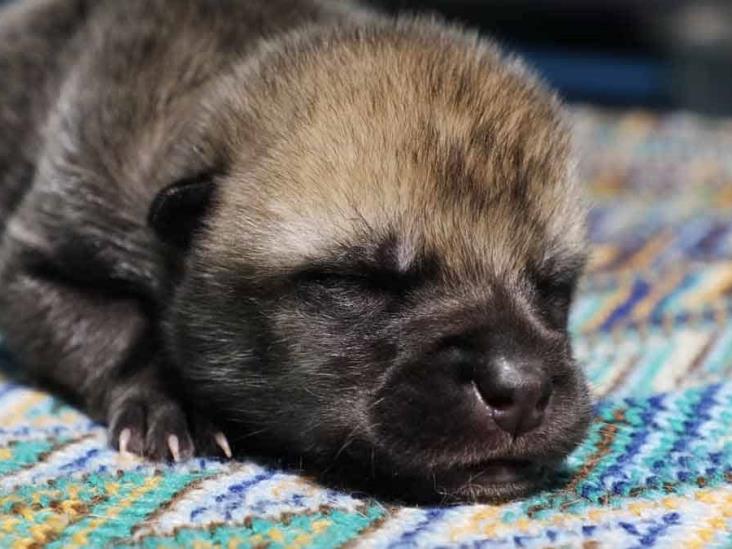 Nace el primer lobo del ártico clonado Nace el primer lobo del ártico clonado