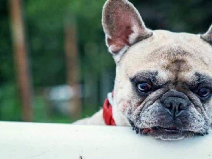 ¿Tienes mascotas? Te decimos qué es la Rickettsiosis y cómo prevenirla ¿Tienes mascotas? Te decimos qué es la Rickettsiosis y cómo prevenirla