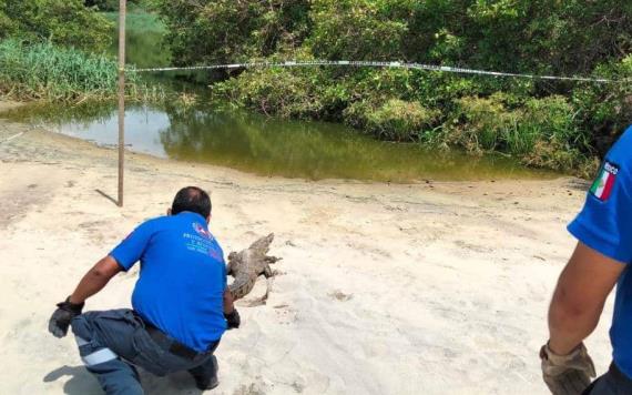 Capturan al menos 4 cocodrilos en playas y zonas habitadas  de Oaxaca