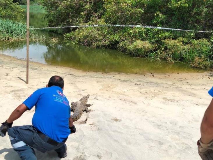 Capturan al menos 4 cocodrilos en playas y zonas habitadas de Oaxaca Capturan al menos 4 cocodrilos en playas y zonas habitadas de Oaxaca