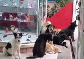 Zapatería da refugio a perritos callejeros ante lluvias en Oaxaca