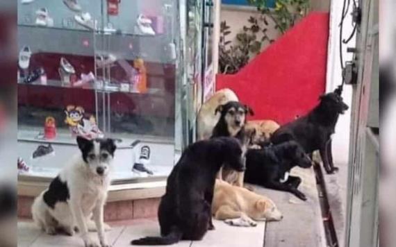 Zapatería da refugio a perritos callejeros ante lluvias en Oaxaca