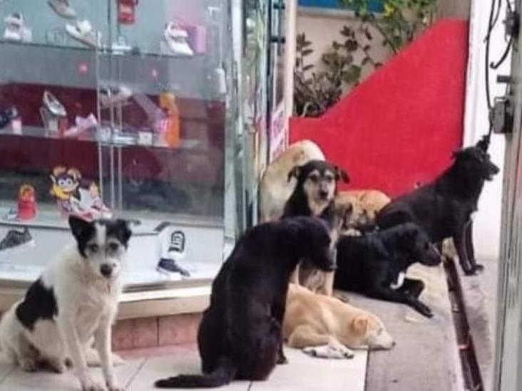 Zapatería da refugio a perritos callejeros ante lluvias en Oaxaca Zapatería da refugio a perritos callejeros ante lluvias en Oaxaca
