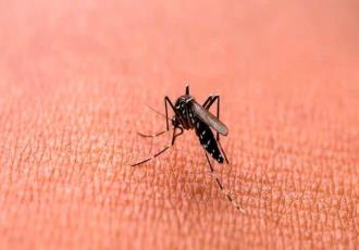 Repuntan casos de dengue en Tabasco; estos son los municipios en alerta