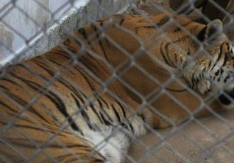 Trasladarán a dos tigres rescatados de Black Jaguar-White Tiger a Ciudad Juárez