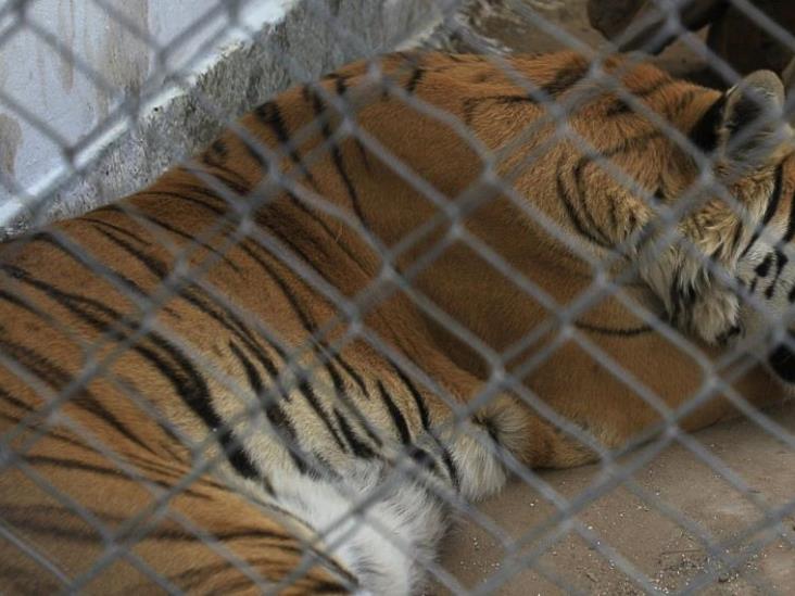 Trasladarán a dos tigres rescatados de Black Jaguar-White Tiger a Ciudad Juárez Trasladarán a dos tigres rescatados de Black Jaguar-White Tiger a Ciudad Juárez