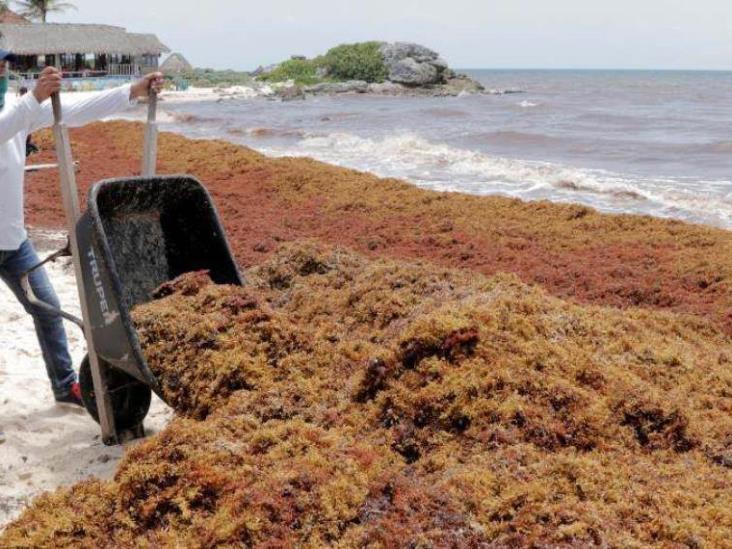 UNAM desarrolla filtro con sargazo para limpiar el agua de contaminantes UNAM desarrolla filtro con sargazo para limpiar el agua de contaminantes