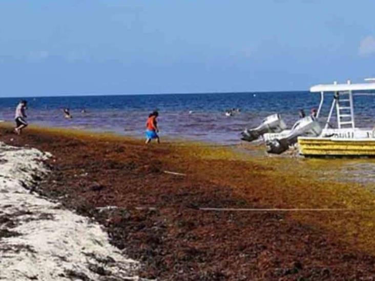 UNAM Juriquilla desarrolla filtro con sargazo para limpiar el agua UNAM Juriquilla desarrolla filtro con sargazo para limpiar el agua