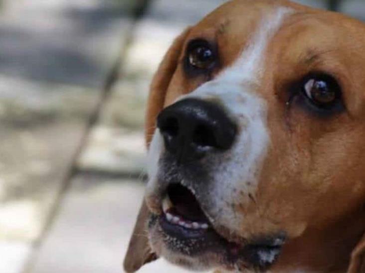 Invitan a jornada de esterilización para el 4 de octubre en la UVM Invitan a jornada de esterilización para el 4 de octubre en la UVM