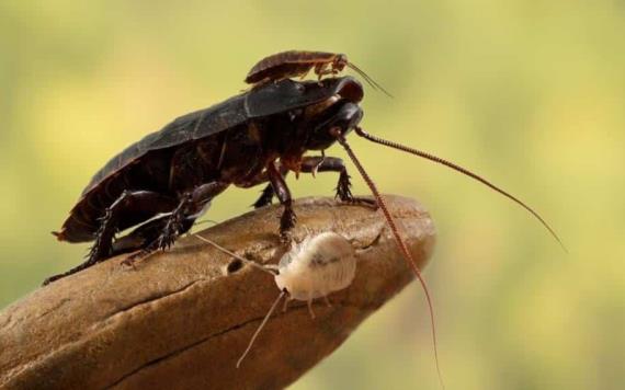 Hallan cucaracha carnívora que se creía extinta en Australia
