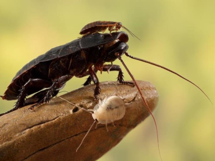 Hallan cucaracha carnívora que se creía extinta en Australia Hallan cucaracha carnívora que se creía extinta en Australia