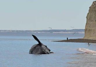 Hallan 13 ballenas muertas en santuario de Argentina