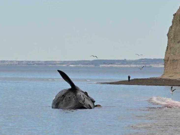 Hallan 13 ballenas muertas en santuario de Argentina Hallan 13 ballenas muertas en santuario de Argentina