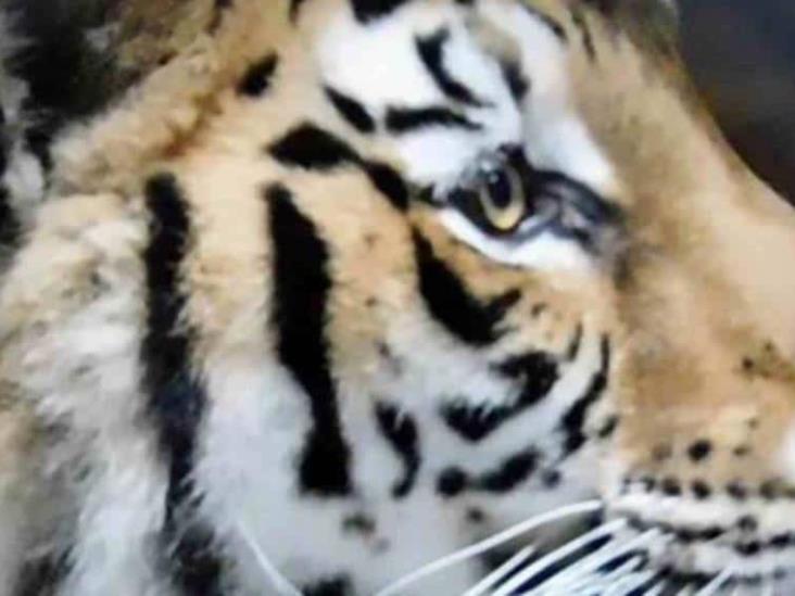 Felinos rescatados de fundación Black Jaguar- White Tiger recuperan condición física Felinos rescatados de fundación Black Jaguar- White Tiger recuperan condición física