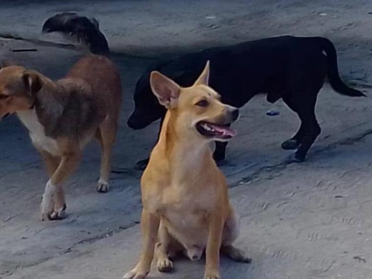 Policías Preventivos de Jonuta no han atentado contra la vida de caninos: José Francisco Gómez Policías Preventivos de Jonuta no han atentado contra la vida de caninos: José Francisco Gómez