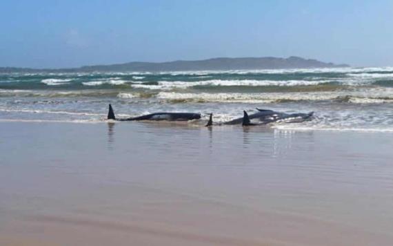 Mueren 250 ballenas piloto tras encallar en una playa de Nueva Zelanda