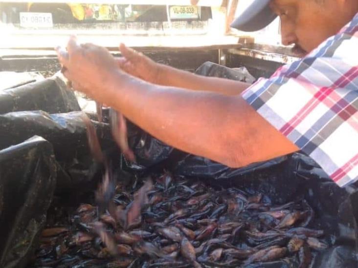 Última temporada de pesca del topen, aprovecha pescador