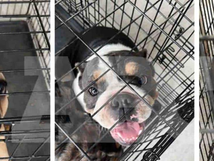 Aseguran drogas, arma y hasta perros tras cateo en Colonia Mitras, Monterrey Aseguran drogas, arma y hasta perros tras cateo en Colonia Mitras, Monterrey