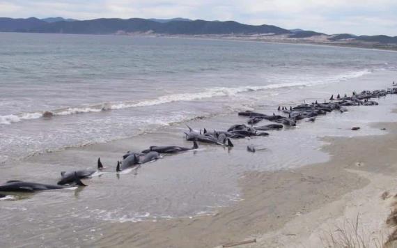 Mueren 240 ballenas tras segundo varamiento en Nueva Zelanda