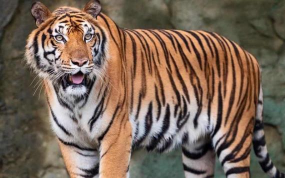Capturan a un tigre acusado de matar a 13 personas