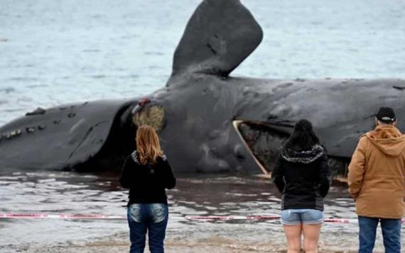 Suman 30 ballenas muertas en costas de la Patagonia argentina